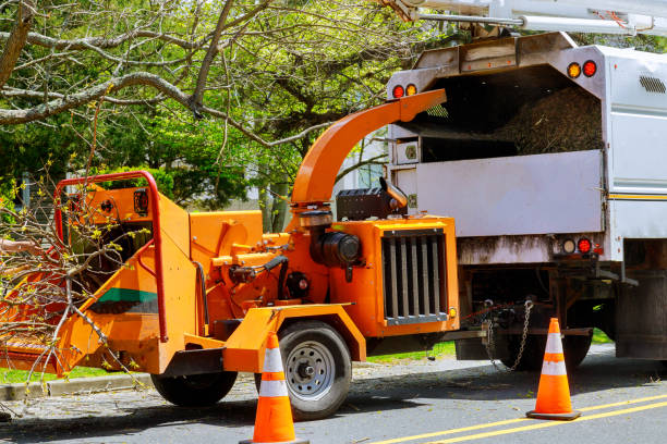 Best Tree Removal Services  in De Soto, IL